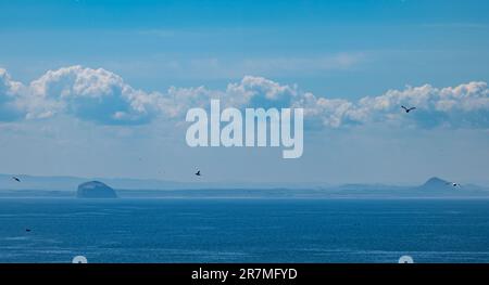 Firth of Forth, Écosse, Royaume-Uni, 16th juin 2023. Météo au Royaume-Uni: Journée chaude et ensoleillée sur les îles d'oiseaux de mer: Une vue floue vers Bass Rock et la loi de Berwick de l'île de mai avec des macareux volant dans le ciel. Crédit : Sally Anderson/Alay Live News Banque D'Images