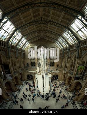 À l'intérieur du Natural History Museum de Londres, au Royaume-Uni, avec les os de baleines emblématiques suspendus au plafond. Banque D'Images