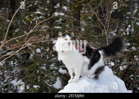 Chat élégant en laisse avec un gilet dans la neige hivernale. Chat blanc et noir avec orange vif, yeux intenses curieux et explorant. Banque D'Images