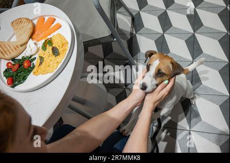 Jack Russell Terrier mendiant dans un café. Œufs brouillés saumon et toast sur une assiette. Une femme qui met un chien en boîte dans un restaurant. Banque D'Images