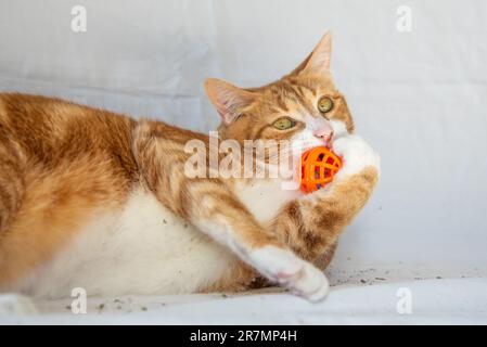 Adorable gingembre, orange et blanc chat tabby jouant avec une boule de jouet de chat orange sur fond blanc. Banque D'Images