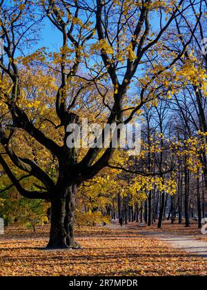Saxon Garden, Varsovie, Voïvodeship de Masovie, Pologne Banque D'Images