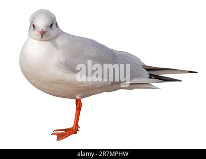 Mouette blanche et grise isolée sur fond blanc Banque D'Images