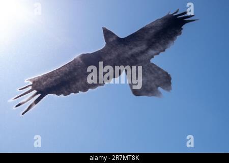 Silhouette d'un corbeau noir sur une surface transparente contre le ciel bleu et le soleil Banque D'Images