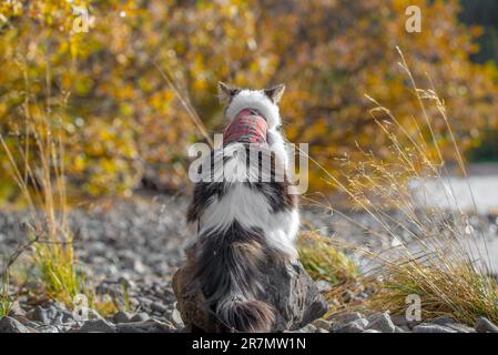 Superbe chat croisé Maine Coone blanc, noir et brun avec des yeux orange vif reniflant et se réveillant à travers les arbres et les buissons en automne saison. Banque D'Images