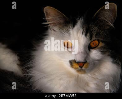 Superbe chat noir, blanc et tortise couleur coquille sur fond noir avec des regards de visage moody. Yeux orange vif, moustaches, visage et oreilles moelleux. Banque D'Images