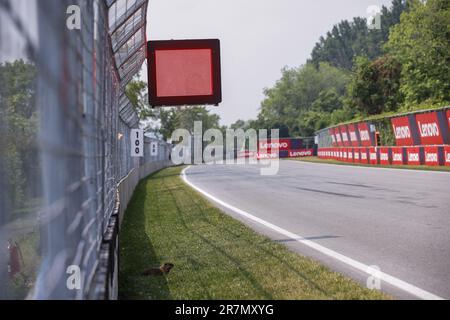 Drapeau rouge, drapeau rouge et marmotte pendant le Grand Prix Pirelli de Formule 1 du Canada, 8th tour du Championnat du monde de Formule 1 2023 de 16 juin à 18, 2023 sur le circuit Gilles Villeneuve, à Montréal, Canada crédit: Agence photo indépendante/Alamy Live News Banque D'Images