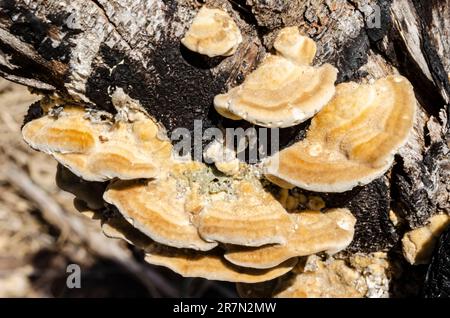 Gros plan de Ganoderma Applanatum Cluster Banque D'Images