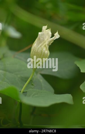 Gourd de lierre de fleur ou coccinia grandis, également connu sous le nom de fleur de gourd de scarlet. Banque D'Images