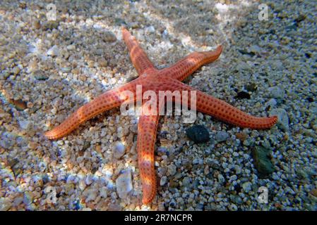 Hacelia Orange seastar, photo sous-marine dans la mer Méditerranée - (Hacelia attenuata) Banque D'Images