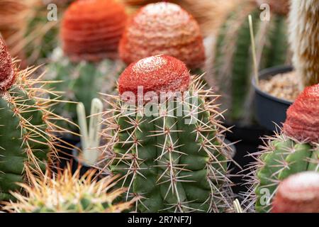 Plantes Cacti dans un jardin botanique bien entretenu. Banque D'Images
