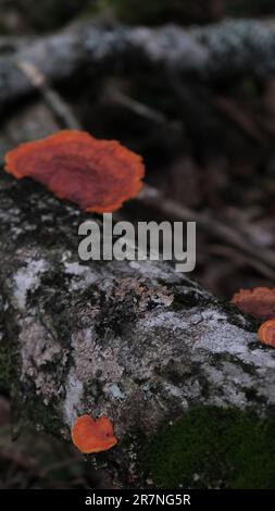 Une image rapprochée d'une bûche dans un cadre forestier, avec plusieurs espèces de champignons poussant à la surface Banque D'Images