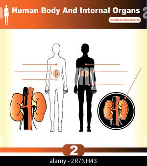 Human Internal Organs vector Kidney Stock Vector