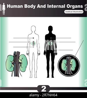 Rein vecteur organes internes humains Illustration de Vecteur