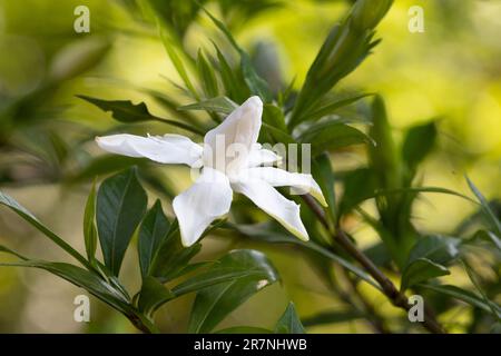 fleur de gardenia isolée unique commençant à bourgeonner Banque D'Images