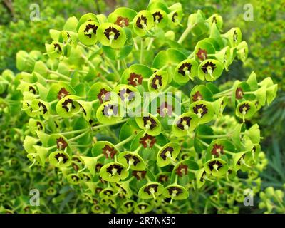 Le sphoup de Martin (Euphorbia × martini), une plante hybride toxique d'euphorbia. Banque D'Images