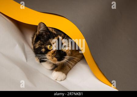 Le chat domestique à trois chats joue dans des feuilles de whatman de gris, blanc et jaune. La feuille tente de se dérouler dans un tuyau. Un joli chaton avec un p Banque D'Images