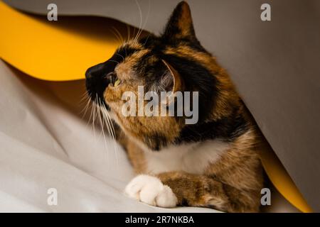 Le chat domestique à trois chats joue dans des feuilles de whatman de gris, blanc et jaune. La feuille tente de se dérouler dans un tuyau. Un joli chaton avec un p Banque D'Images