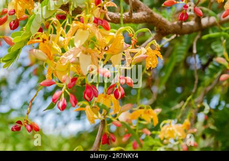 Gros plan sur Tamarind Blossoms Banque D'Images