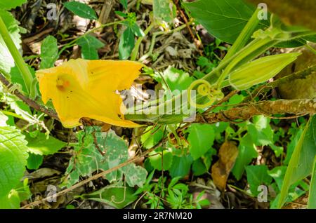 Citrouille Vine avec Blossom Banque D'Images