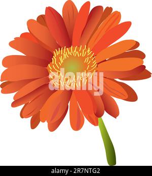 belle gerbera rouge fleur lumineuse (gros plan) Illustration de Vecteur