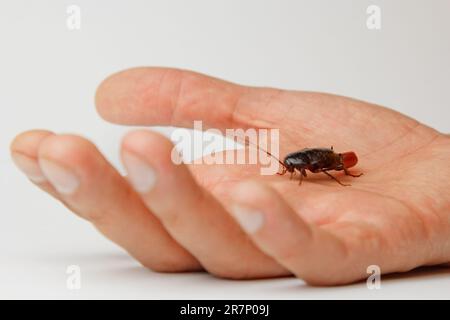 Blatte rouge enceinte avec un œuf sur une main humaine. Gros plan photo macro. Banque D'Images