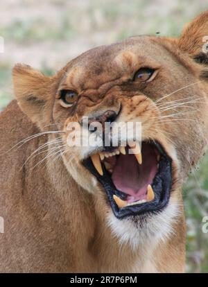 Une lionne rugissante. Photographié dans le parc national de Serengeti, Tanzanie. Banque D'Images