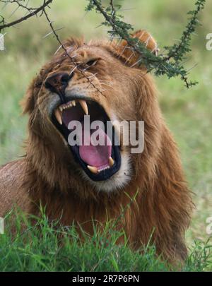 Lion mâle rugissant (Panthera leo). Photographié dans le parc national de Serengeti, Tanzanie. Banque D'Images