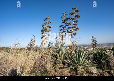 Le sisal (Agave sisalana) est une espèce de plante à fleurs originaire du sud du Mexique mais largement cultivée et naturalisée dans de nombreux autres pays. Il produit une fibre rigide utilisée dans la fabrication de corde et de divers autres produits. Le terme sisal peut faire référence soit au nom commun de l'usine, soit à la fibre, selon le contexte. La fibre de sisal est traditionnellement utilisée pour la corde et la ficelle, et a beaucoup d'autres usages, y compris le papier, le tissu, les chaussures, les chapeaux, sacs, tapis, géotextiles et fléchettes. Il est également utilisé comme renforts en fibres pour les produits en fibres composites de verre, de caoutchouc et de ciment. Banque D'Images