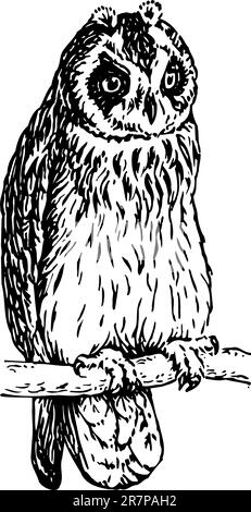 Hibou sur la branche sur blanc Illustration de Vecteur