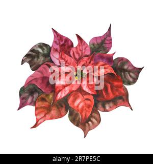 Poinsettia aquarelle. Illustration de fleurs de noël botaniques peintes à la main, isolée sur fond blanc, pour le design, l'impression ou le fond Banque D'Images