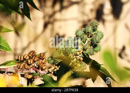 Belles plantes et fleurs dehors dans le jardin par une chaude journée ensoleillée. Ricin-huile-plante, Ricinus communis L. Banque D'Images