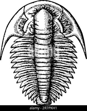 Trilobite isolée sur blanc Illustration de Vecteur