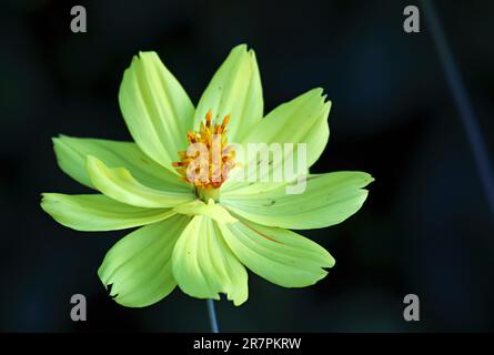 Belles plantes et fleurs dehors dans le jardin par une journée chaude et ensoleillée, photographiées de près en macro. COSMOS, cosmos caudatus Kunth. Banque D'Images