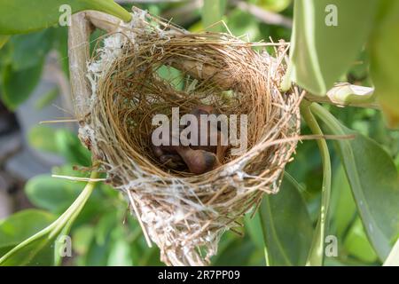 Les oiseaux nichent sur un arbre arboré avec deux petits oiseaux. Banque D'Images