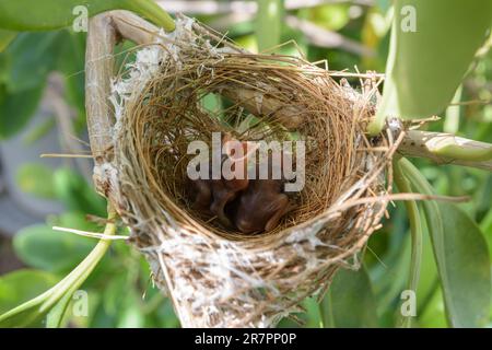 Les oiseaux nichent sur un arbre arboré avec deux petits oiseaux. Banque D'Images