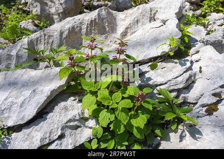 Fleurs de Lamium orvala, connues sous le nom d'archange à feuilles de baume, en forêt Banque D'Images