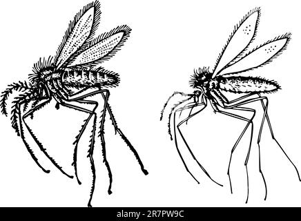 Quelques insectes différents isolés sur fond blanc Illustration de Vecteur