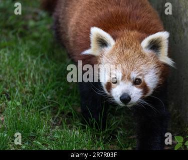 Un jeune panda rouge marchant sur l'herbe verte luxuriante dans son habitat naturel Banque D'Images