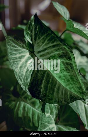 Tricolor Nephthytis, Syngonium podophyllum, feuilles vertes en forme de cœur, plans rapprochés des feuilles magnifiquement dessinés, tons sombres spectaculaires, photo macro d'un huard Banque D'Images