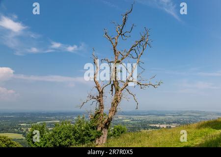 Un arbre mort au bord de l'anneau de Chanchtonbury, un jour ensoleillé d'été Banque D'Images