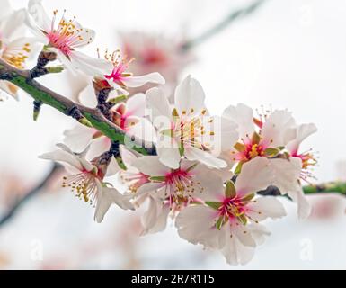 Branches de la floraison d'amandes dans jour de printemps lumineux Banque D'Images