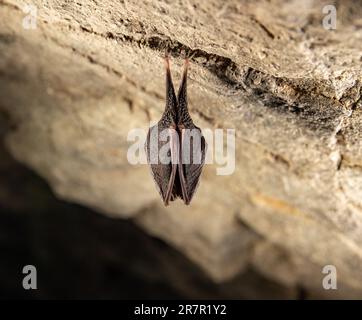 Chauve-souris hibernant dans une grotte. Chauve-souris accrochée au mur dans une grotte. Banque D'Images