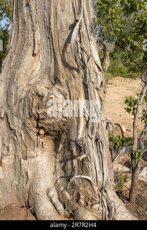 Le tronc d'un jeune Baobab a été endommagé par les éléphants qui s'écaillent l'écorce dans de longues bandes. Les baobabs ont une structure qui peut survivre à de tels dommages. Banque D'Images