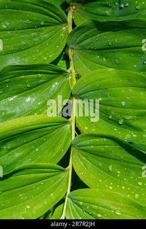 Gouttes de pluie sur les feuilles de fleurs sauvages du phoque de Salomon (Polygonatum multiflorum) Banque D'Images
