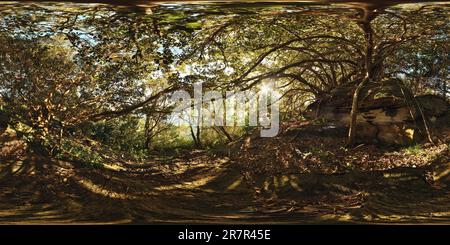 Vue panoramique à 360° de Sous la voûte d'une Fig de Port Jackson sur une étagère de Rock, Hermitage Foreshore Walk, Rose Bay, Sydney, Australie