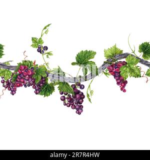 Bordure sans couture avec une longue vigne de raisin, des feuilles vertes, des tendrils et un bouquet de raisins. Illustration aquarelle dessinée à la main d'un élément sans fin. Banque D'Images