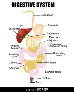Système digestif (utile pour l'éducation dans les écoles et les cliniques ) - illustration vectorielle Illustration de Vecteur
