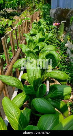 Culture de Pak choy ou de bok choy dans les gouttières. Culture agricole urbaine de Pak choy ou de bok choy. Banque D'Images