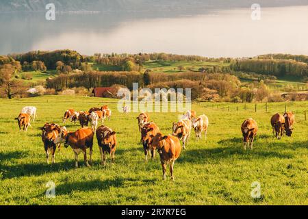 De nombreuses jeunes vaches se broutent sur des pâturages alpins avec une vue imprenable sur le lac suisse de Genève en arrière-plan Banque D'Images